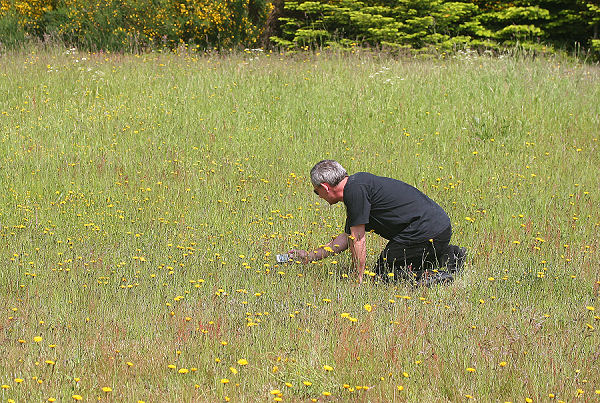 Peter Mllman fotograferer en Okkergul pletvinge, Borup syd for Lundby hede, Vesthimmerland d. 15 juni 2005. Fotograf: Lars Andersen