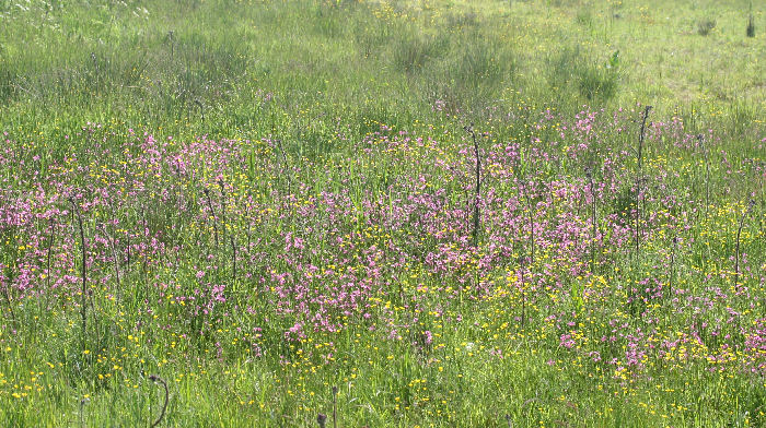 Lokalitet for Violetrandet ildfugl. Gundested, Himmerland. d. 15 juni 2005. Fotograf: Lars Andersen