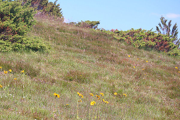 Guldblomme p en sydvendt skrnt. Lokalitet for Okkergul pletvinge, Melitaea cinxia. Lundby hede, Vesthimmerland d. 15 juni 2005. Fotograf: Lars Andersen