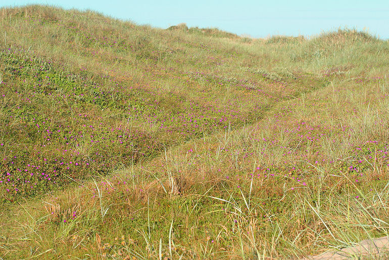 Skiveren, Vendsyssel. Lokalitet for Sortbrun blfugl, Aricia artaxerxes,Ssp.: vandalica. Klitten med blodrd storkenb tidligt om morgenen d. 11 juli 2005. Fotograf: Lars Andersen