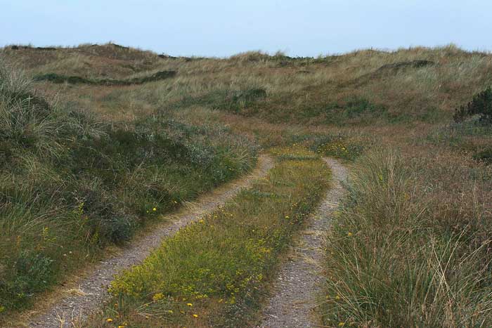 Lokalitet for Klitperlemorsommerfugl. Et vejspor igennem klitten giver gode muligheder for Evighedsblomst, Gul snerre, Timian og Høgeskæg gode grobetingelser. Beskøjterbakken syd for Skagen klitplantage. d. 10 juli 2005. Fotograf: Lars Andersen
