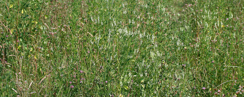 Lokalitet for Dukatsommerfugl, Foranderlig blfugl, Dvrgblfugl, Isblfugl og Engblfugl. Brandbjerg/ Nygrd, Jgerspris. d.  3 juli 2005. Fotograf: Lars Andersen