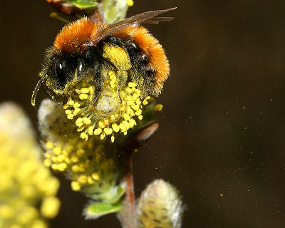 Rdpelset Jordbi, Andrena fulva hun p Krybende Pil, Salix repens. Melby Overdrev d. 30 april 2005. Fotograf: Lars Andersen