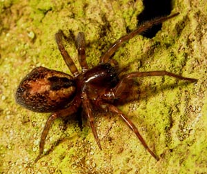 Skovkartespinder, Amaurobius fenestralis. Raadvad 16 marts 2005. Fotograf: Troells Melgaard