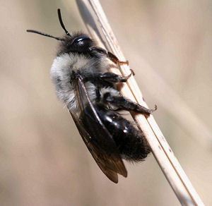 Jordbien, Andrena vaga. Pinseskoven. d. 17 april 2005. Fotograf: Lars Andersen