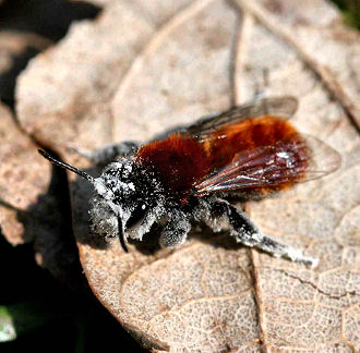 Jordbien, Andrena fulva som ivrigt har besøgt Rød hestehov, Petasites hybridusKongelunden. d. 17 april 2005. Fotograf: Lars Andersen