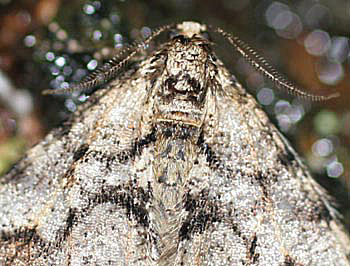 Sortbåndet frostmåler (Egens frostmåler), Agriopis leucophaearia, portræt. Raadvad 16 marts 2005. Fotograf: Lars Andersen