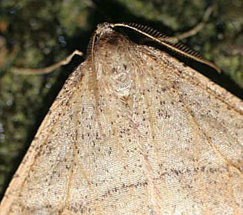 Grågul frostmåler (Marts frostmåler), Agriopis marginaria, portræt. Raadvad 16 marts 2005. Fotograf: Lars Andersen