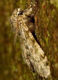 Fjermåler, Apocheima pilosaria, portræt. Raadvad 16 marts 2005. Fotograf: Troells Melgaard