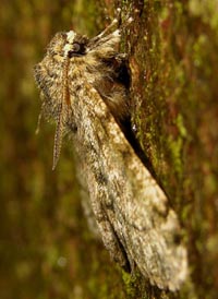 Fjermler, Apocheima pilosaria, portrt. Raadvad 16 marts 2005. Fotograf: Troells Melgaard