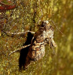 Grågul frostmåler (Marts frostmåler), Agriopis marginaria, portræt. Raadvad 16 marts 2005. Fotograf: Troells Melgaard