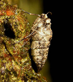 Sortbåndet frostmåler (Egens frostmåler), Agriopis leucophaearia, portræt. Raadvad 16 marts 2005. Fotograf: Troells Melgaard