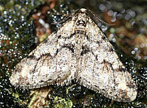 Sortbåndet frostmåler (Egens frostmåler), Agriopis leucophaearia, portræt. Raadvad 16 marts 2005. Fotograf: Lars Andersen
