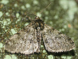 Fjermåler, Apocheima pilosaria, portræt. Raadvad 16 marts 2005. Fotograf: Lars Andersen