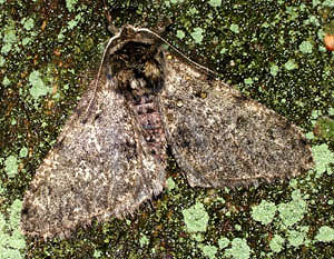 Fjermåler, Apocheima pilosaria, portræt. Raadvad 16 marts 2005. Fotograf: Lars Andersen