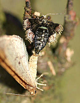 Grågul frostmåler (Marts frostmåler), Agriopis marginaria, parring. Raadvad 23 marts 2005. Fotograf: Lars Andersen