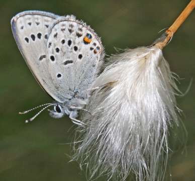 Bølleblåfugl, Vacciniina optilete på toppen af Kæruld (Eriophorum) i Kirkemosen, Ryegaard Dyrehave d. 19 juni 2005. Fotograf: Lars Andersen