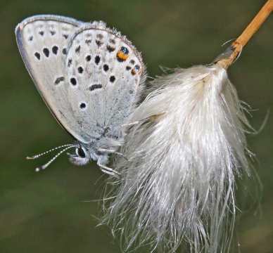 Blleblfugl, Vacciniina optilete p toppen af Kruld (Eriophorum) i Kirkemosen, Ryegaard Dyrehave d. 19 juni 2005. Fotograf: Lars Andersen