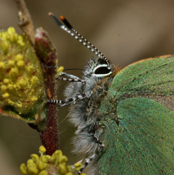 Grn Busksommerfugl, Callophrys rubi  p dvrgpilens blomst, Melby overdrev d. 30 april 2005. Fotograf: Lars Andersen