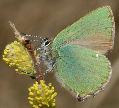 Grn Busksommerfugl, Callophrys rubi  p dvrgpilens blomst, Melby overdrev d. 30 april 2005. Fotograf: Lars Andersen