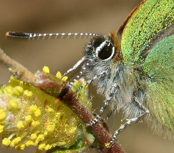 Grn Busksommerfugl, Callophrys rubi  p dvrgpilens blomst, Melby overdrev d. 30 april 2005. Fotograf: Lars Andersen