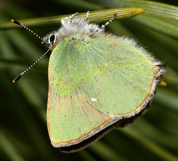 Grn Busksommerfugl, Callophrys rubi  p fyr,Melby overdrev d. 30 april 2005. Fotograf: Lars Andersen