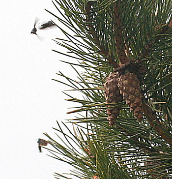 Grn Busksommerfugl, Callophrys rubi kmper om de bedste pladse p fyrregrenen, Melby overdrev d. 30 april 2005. Fotograf: Lars Andersen