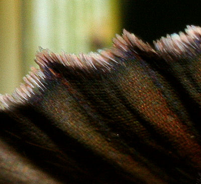 Grn Busksommerfugl, Callophrys rubi tt p bagvinge overside, Melby overdrev d. 30 april 2005. Fotograf: Lars Andersen