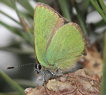 Grn Busksommerfugl, Callophrys rubi sidder p den bedste plads i sit territorie, Melby overdrev d. 30 april 2005. Fotograf: Lars Andersen