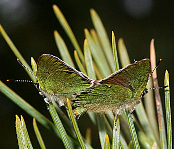 Grn Busksommerfugl, Callophrys rubi paring. Melby overdrev d. 1 maj 2005. Fotograf: Lars Andersen