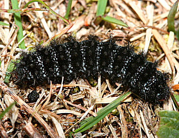 Okkergul pletvinge, Melitaea cinxia larve, i sidste stadie, Melby overdrev d. 1 maj 2005. Fotograf: Lars Andersen