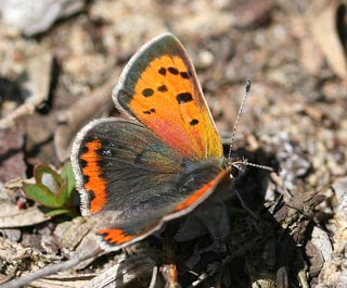 Lille Ildfugl, Lycaena phlaeas, d. 18 maj 2005. Melby overdrev. Fotograf: Lars Andersen