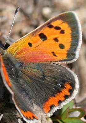 Lille Ildfugl, Lycaena phlaeas, d. 18 maj 2005. Melby overdrev. Fotograf: Lars Andersen