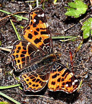 Nældesommerfugl, Araschina levana han. Gedesby, d. 11 maj 2005. Fotograf Lars Andersen