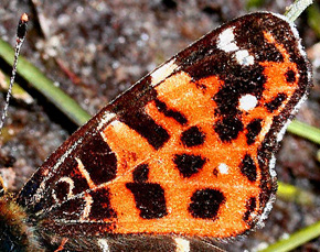 Nældesommerfugl, Araschina levana. Gedesby, d. 11 maj 2005. Fotograf Lars Andersen