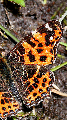 Nældesommerfugl, Araschina levana han. Gedesby, d. 11 maj 2005. Fotograf Lars Andersen