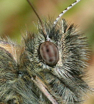 Okkergul randje, Coenonympha pamphilus portrt. Melby overdrev d. 18 maj 2005, Fotograf: Lars Andersen