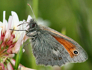 Okkergul randje, Coenonympha pamphilus. Ryegaard d. 19 juni 2005, Fotograf: Lars Andersen