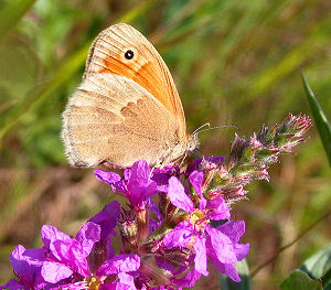 Okkergul randje, Coenonympha pamphilus. Bulgarien d. 23 juli 2005, Fotograf: Henrik Mathiassen