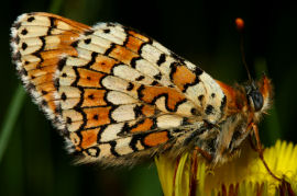 Okkergul pletvinge, Melitaea cinxia, Melby Overdrev d. 5 juni 2005. Fotograf: Lars Andersen