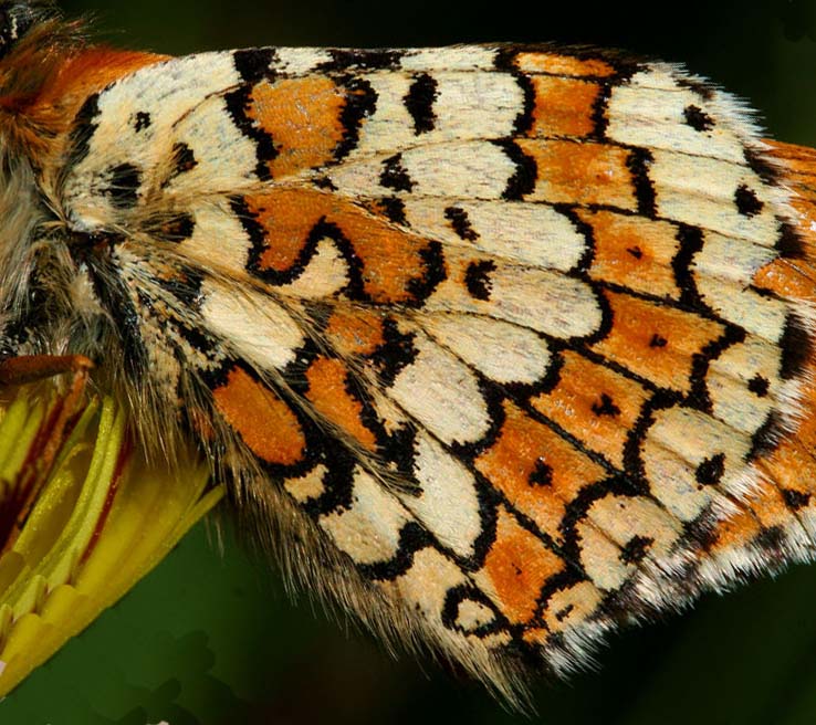 Okkergul pletvinge, Melitaea cinxia, Melby Overdrev d. 5 juni 2005. Fotograf: Lars Andersen