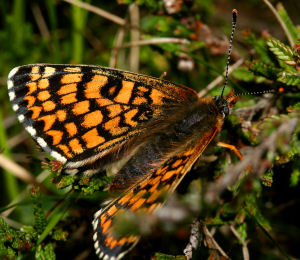 Okkergul pletvinge, Melitaea cinxia hun, Melby Overdrev d. 8 juni 2005. Fotograf: Lars Andersen