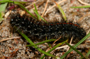 Stribet hedespinder, Spiris striata. Melby Overdrev d. 8 juni 2005. Fotograf: Lars Andersen