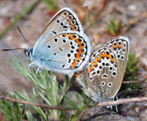 Argusblfugl, Plebejus argus parring. Melby overdrev, d.  8 juni 2005. Fotograf: Lars Andersen