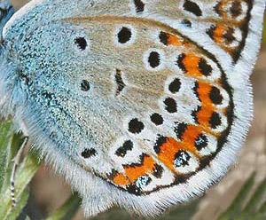 Argusblåfugl, Plebejus argus hans underside; lyseblå rodskæl som er et sikkert ID i DK. Melby overdrev, d. 8 juni 2005. Fotograf: Lars Andersen