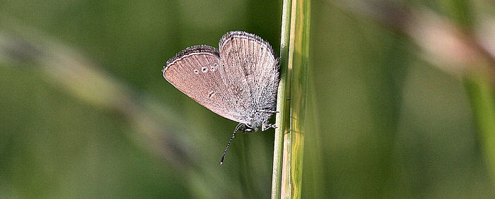 Dvrgblfugl, Cupido minimus. Holme, Ebeltoft d. 8 august 2005. Fotograf: Lars Andersen