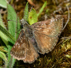 Grbndet bredpande, Erynnis tages. Melby overdrev, d.  8 juni 2005. Fotograf: Lars Andersen