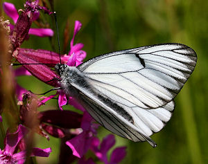 Hvidtjørnsommerfugl, Aporia crataegi. Oudrup Vesterhede, d. 15/6 2005. Fotograf: Lars Andersen