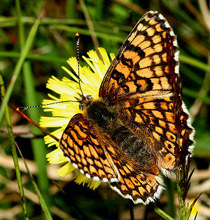 Okkergul pletvinge, Melitaea cinxia, Melby Overdrev d. 12 juni 2005. Fotograf: Lars Andersen