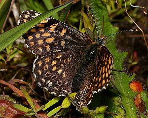 Okkergul pletvinge, Melitaea cinxia melanistisk han, Lundby hede, Vesthimmerland d. 15 juni 2005. Fotograf: Lars Andersen